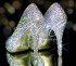 4 or 5 Glass AB Crystal Peep Toe Heels