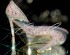 4 or 5 Swarovski  Glass Vintage AB Pointed Stilettos