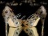 5 Swarovski  Glass Leopard Crystal Platforms